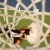 Basketball and Planes.. Engaged?